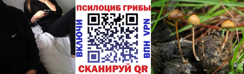 Псилоцибиновые грибы Cubensis Комсомольск
